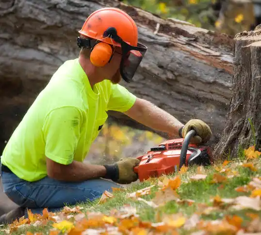 tree services Palisades Park